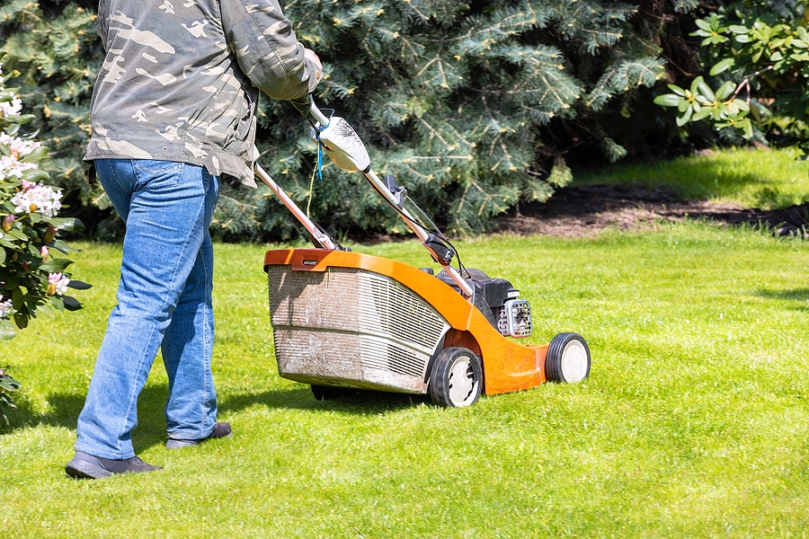 How Lawn Mowing Timing Affects Root Strength