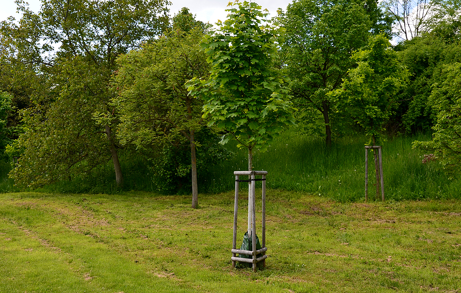 Tree Planting Services in Kennebunk Choosing the Right Species for Shade