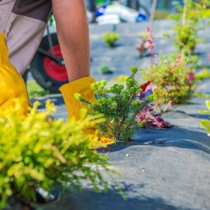 Kennebunk Tree Planting for Wind Resistance
