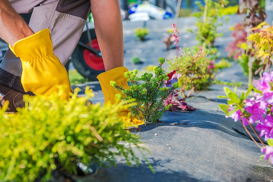 Kennebunk Tree Planting for Wind Resistance
