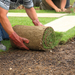 What Grass Type Is Best for Shady Areas of the Yard?