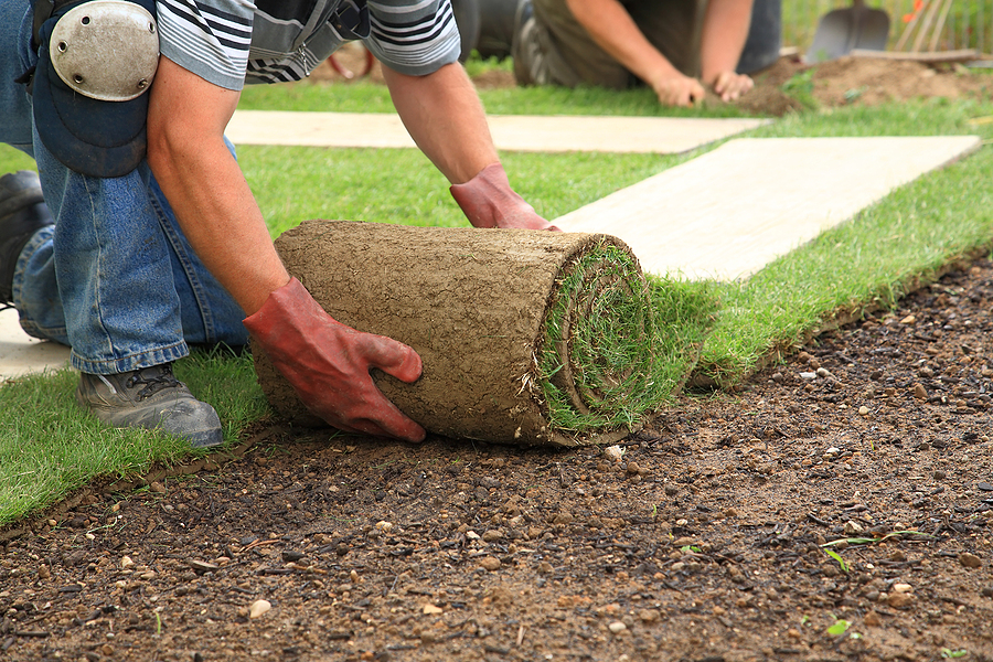 What Grass Type Is Best for Shady Areas of the Yard?