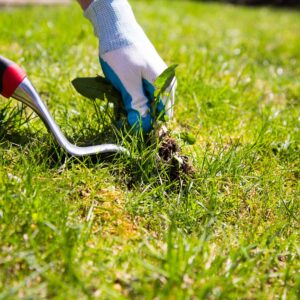 How Do I Prevent Clover and Weeds From Overtaking My Lawn?