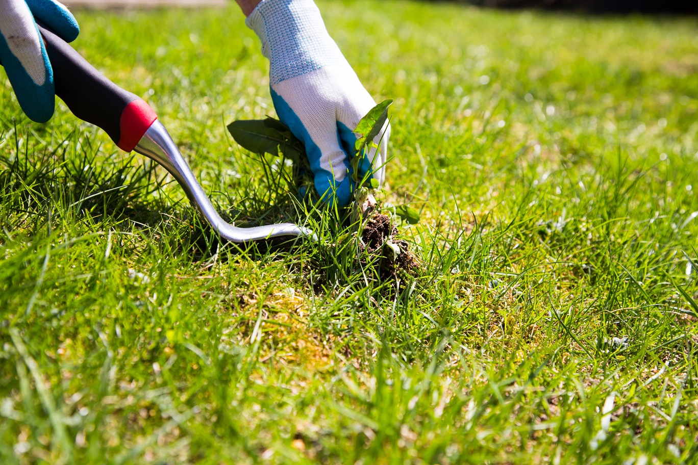 How Do I Prevent Clover and Weeds From Overtaking My Lawn?
