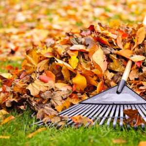 What Fall Lawn Care Tasks Should I Not Miss?