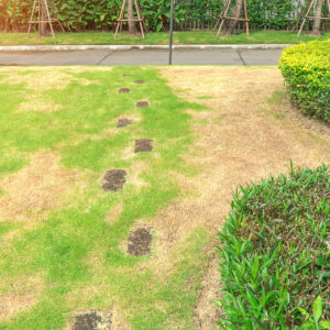 What Signs Indicate Insect Damage Versus Fungal Disease?